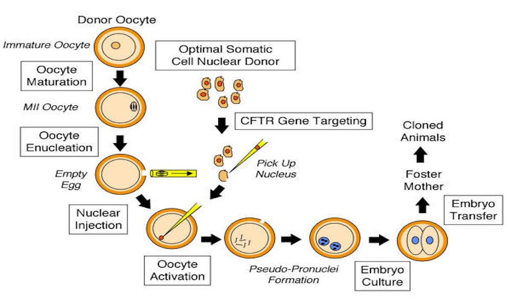https://www.researchgate.net/figure/The-important-steps-involved-in-somatic-cell-nuclear-cloning-are-shown-schematically_fig2_9011685