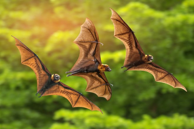 https://assets.roar.media/assets/PWpsRErg7vOVt4Xi_How-bats-use-echolocation-to-hunt-prey-.jpg