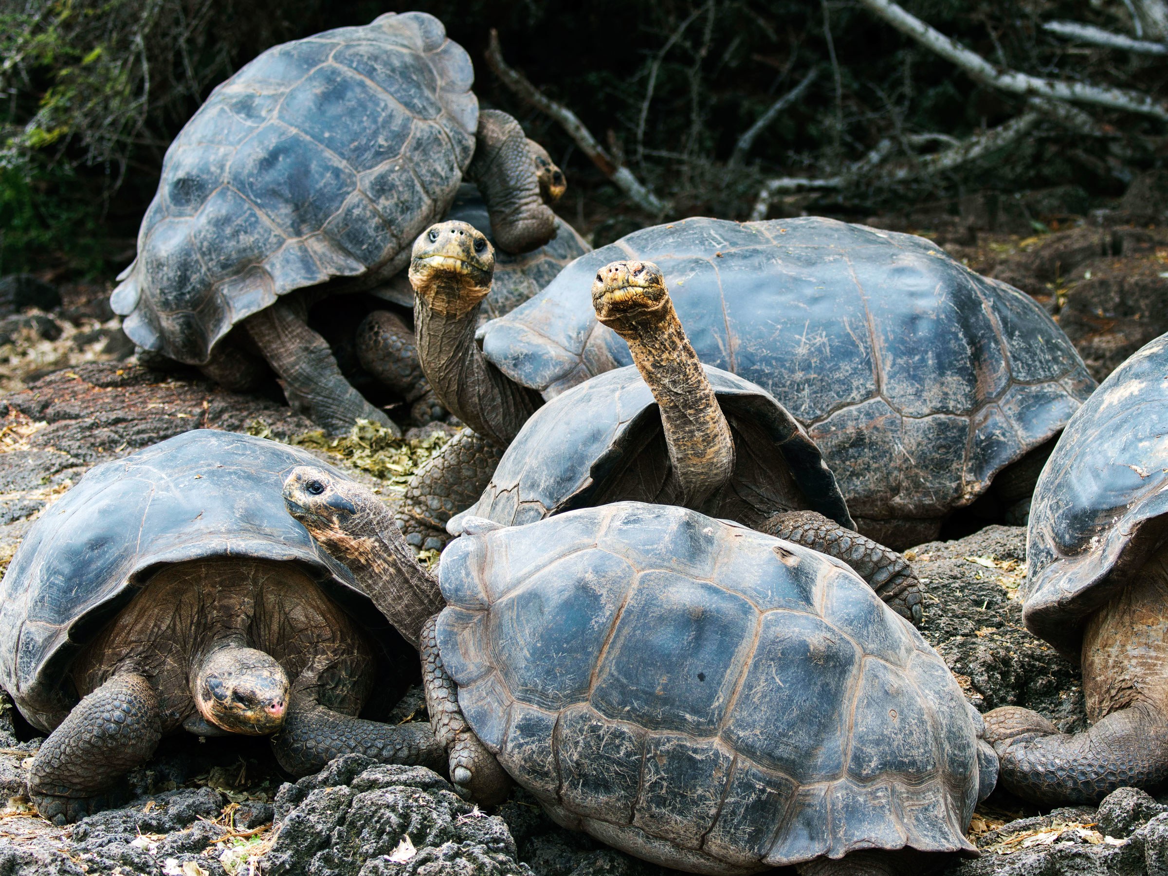 Череп галапагосской черепахи. Галапагосские острова черепахи. Галапагосские черепахи Эквадор. Черепаха Гариетта. Морская черепаха Галапагосские острова.