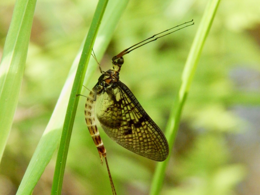 පැය 24ක් පමණක් ජීවත් වන Ephemeral Mayflies 