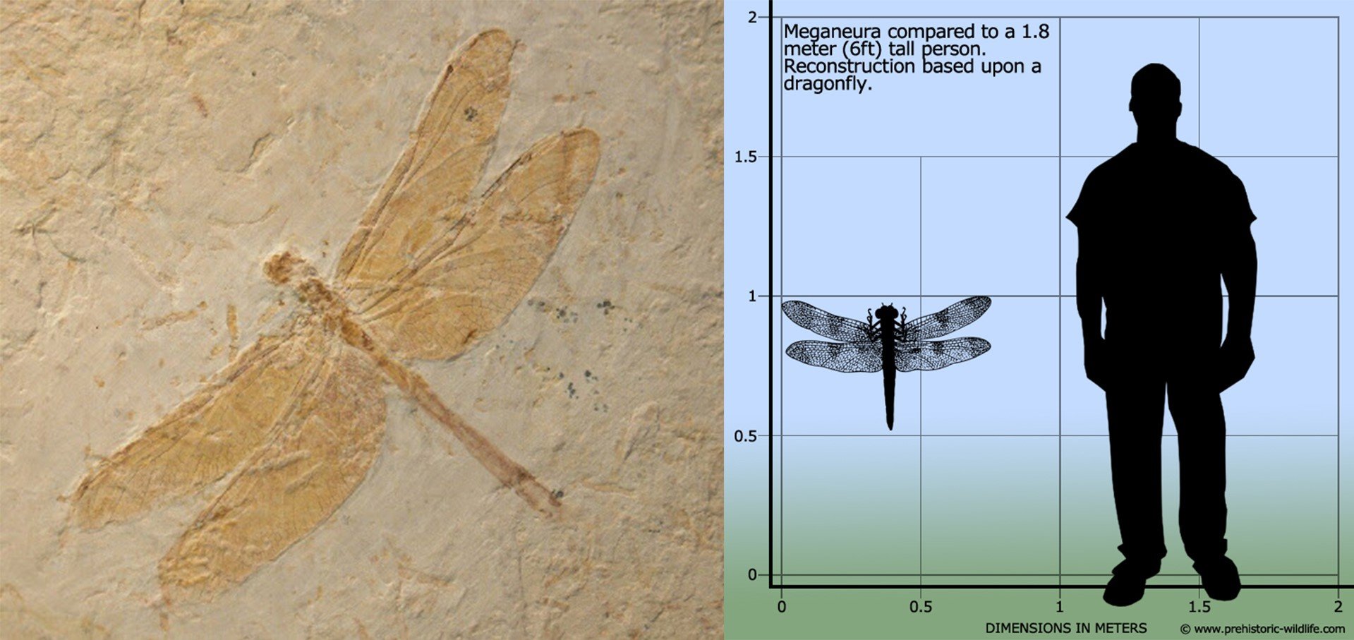 Odonata fossil 