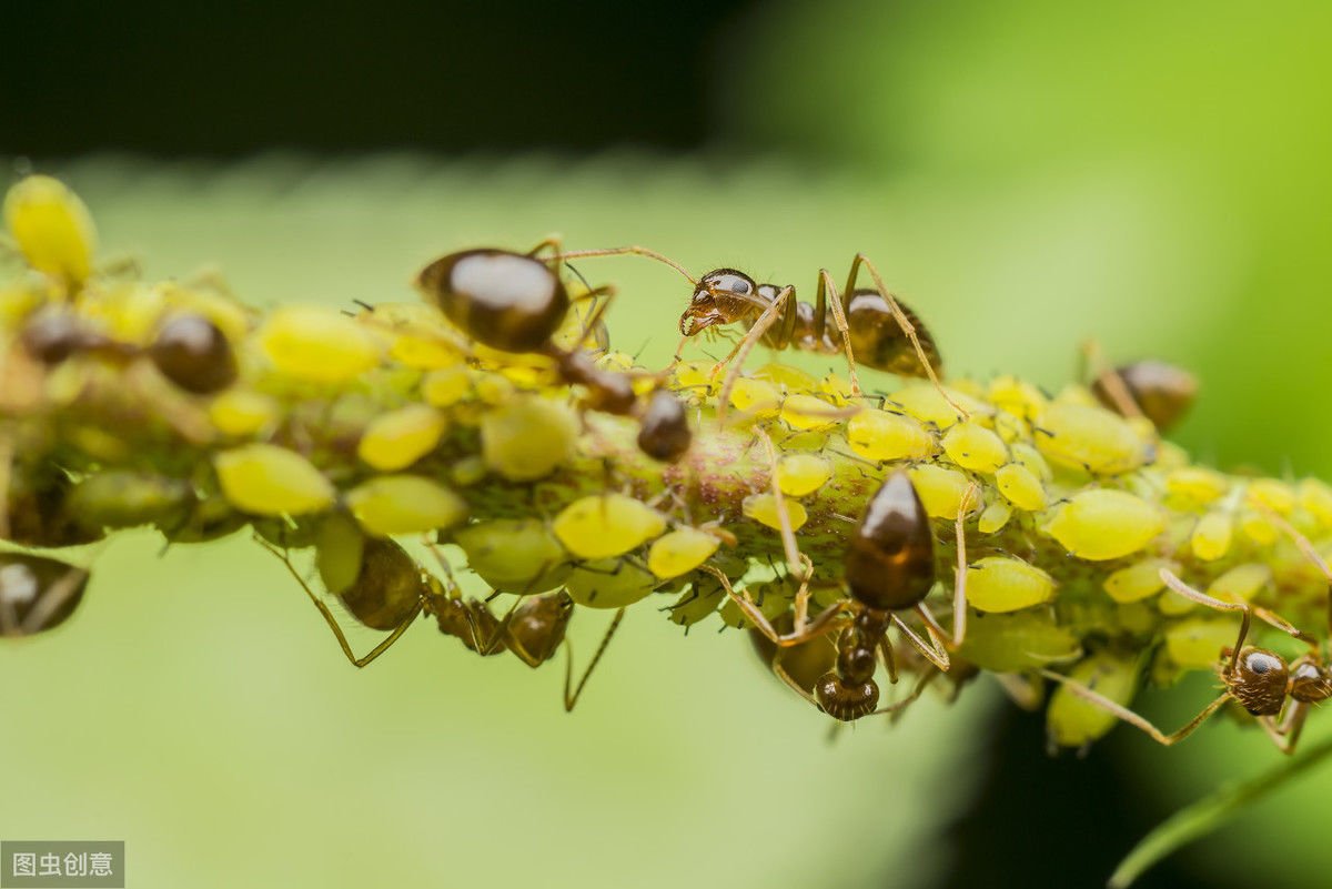 ants and aphids 1