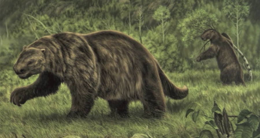 Artists rendering of what the giant sloth-like mapinguari could have looked like.