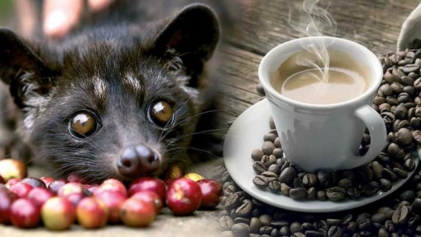 Luwak Coffee and civet cat eating coffee bean