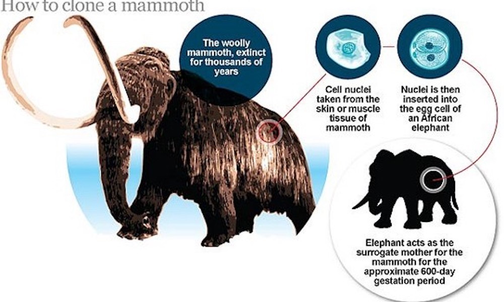 https://www.geek.com/geek-cetera/scientist-close-to-cloning-extinct-woolly-mammoth-1306369/