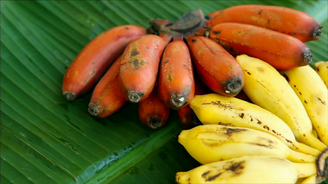 https://assets.roar.media/assets/an1ptv4xqKEzpIob_videoblocks-red-bananas-yellow-bananas-rare-species-of-bananas-bunch-of-red-bananas-fruit-close-up-exotic-tropical-fruits-for-a-for-a-healthy-natural-diet-organic-fresh-food-banana-with-brown-skin_s0xjfcdce_thumbnail-full01.png