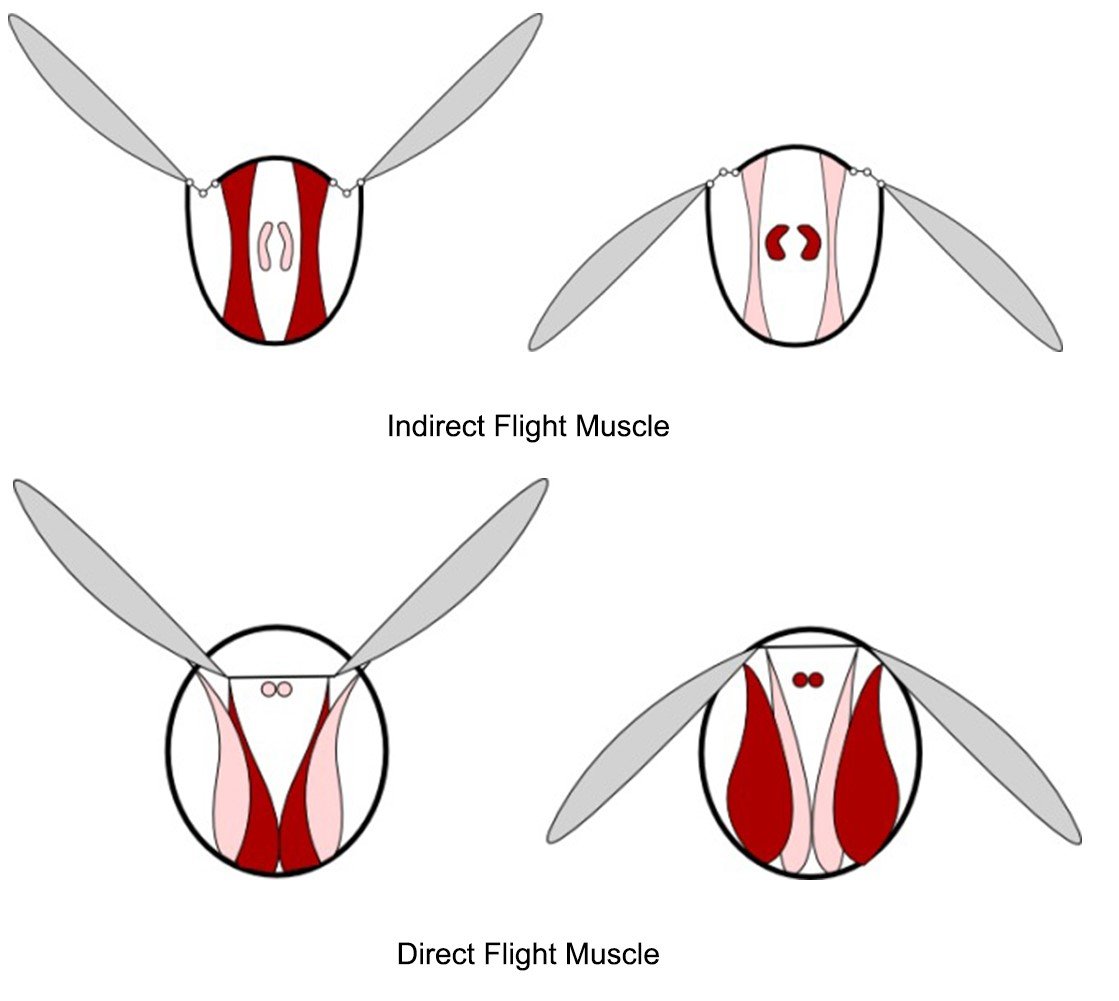 indirect vs direct flight muscles