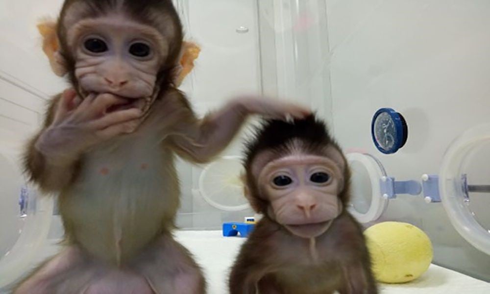 : https://www.smithsonianmag.com/smart-news/two-cloned-monkeys-scientists-break-new-ground-controversial-field-180967950/