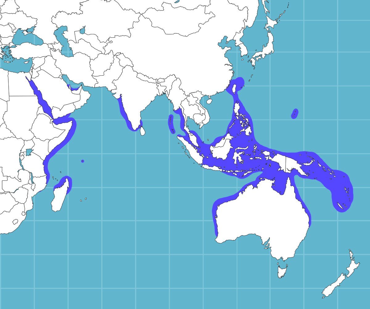 Why Are Sri Lankan Dugongs Slowly Dissapearing? - Roar Media