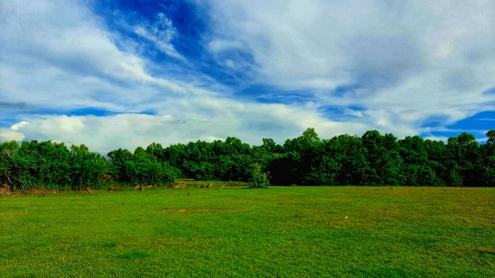 সৈকতের বেলাভুমি ও বন।