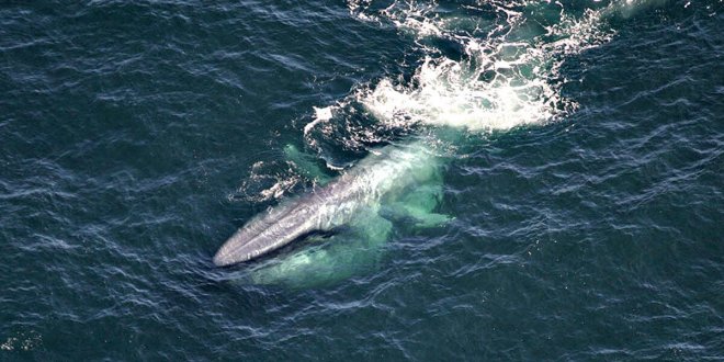 https://assets.roar.media/assets/iyMae8iNcCwiZiqg_Blue-whale-by-NOAA-FisheriesLisa-Conger-Public-domain-1200x600.jpg
