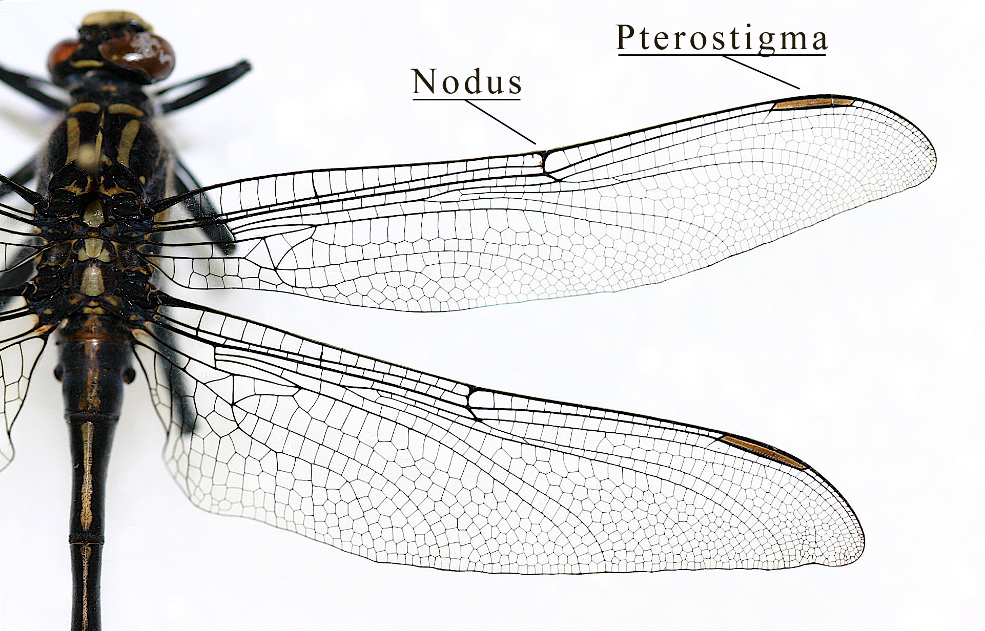 pterostigma