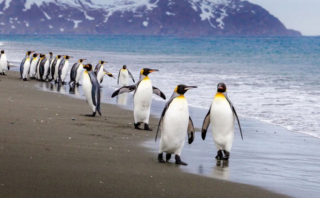 https://assets.roar.media/assets/lg8N9GHUv9Mgw5ot_Penguins-Antarctic-Beach.jpg.1440x960_q100_crop-scale_upscale.jpg