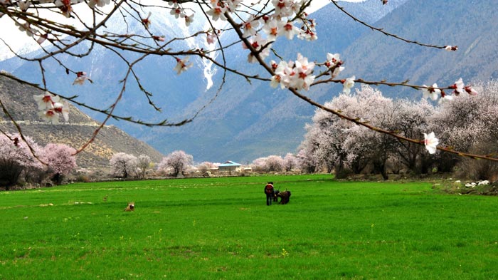 කෘෂිකාර්මික වගා භූමි(tibetdiscovery.com)