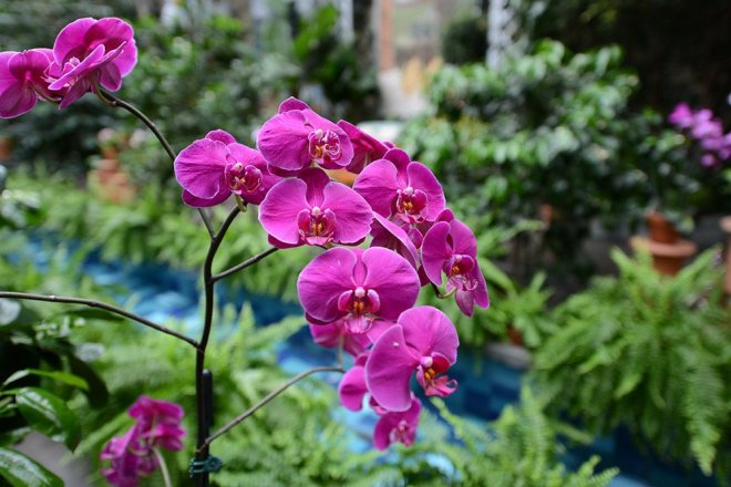 https://assets.roar.media/assets/mxe688u77Sk4WoLN_us-botanic-garden_orchid-show.jpg