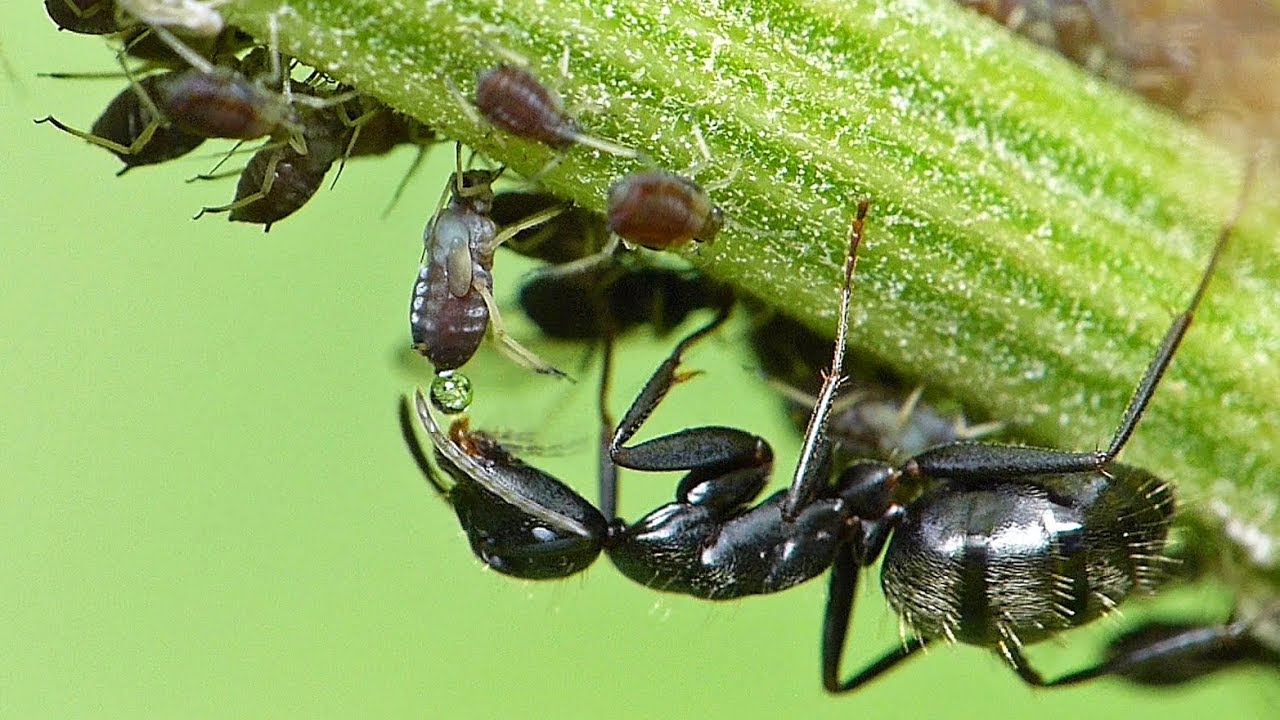 how ant get honeydew from aphids