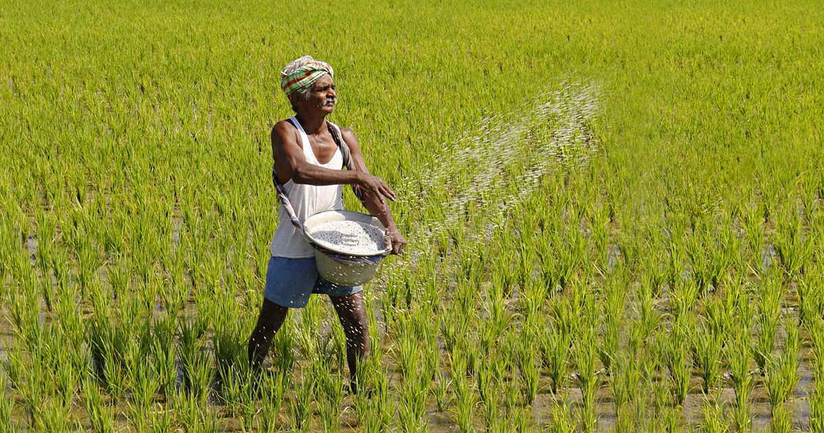 Fertiliser ban decimates Sri Lankan crops as government popularity