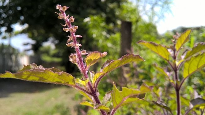 https://assets.roar.media/assets/rP050BIDAJTPgnrC_10-herbal-ayurved-basil-holy-natural-herb.jpg