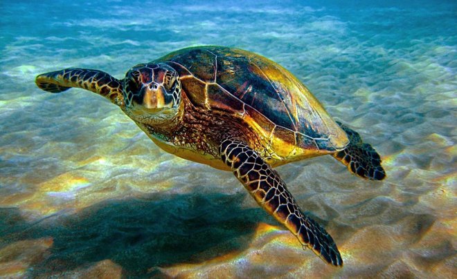 https://assets.roar.media/assets/rTM3LJp4H9qi9cFy_Hawksbill-Sea-Turtle-1200px.jpg