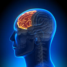 frontal lobe of the brain