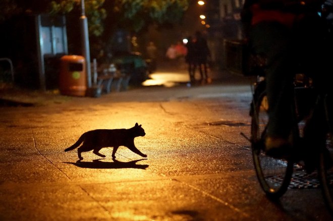 https://assets.roar.media/assets/so3fAsMfXbt0g9Ha_hd-cat-wallpapers-claw-animals-pets-animal-desktop-images-pussycats-cute-cat-images-lovely-animals-2262x1504.jpg