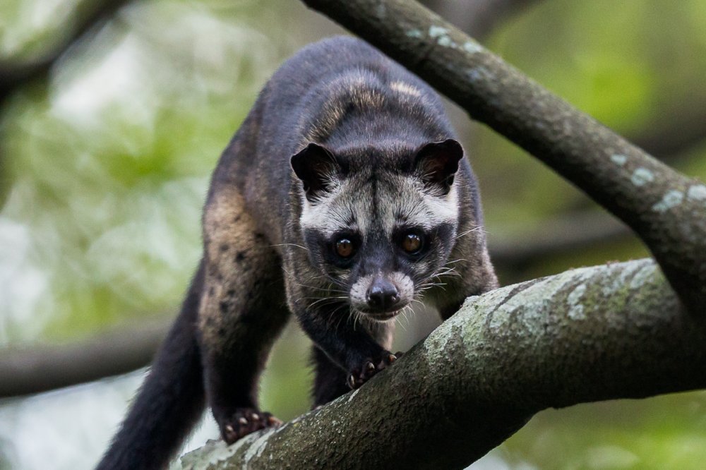 Asian Palm Civet