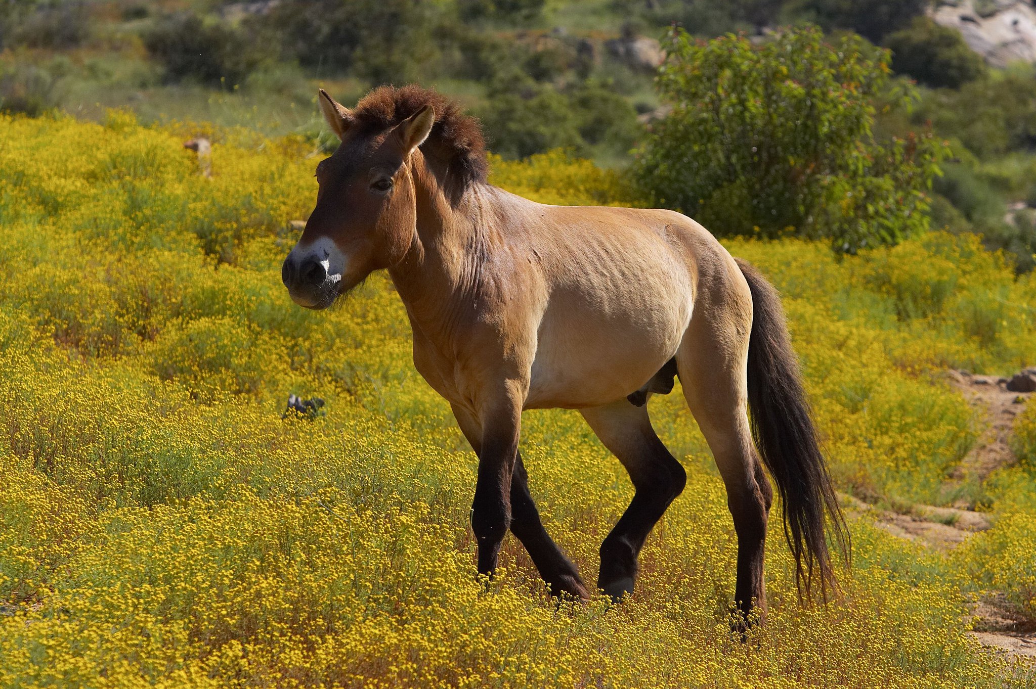 Породы лошадей Пржевальского