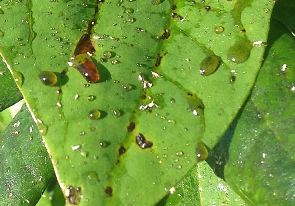 honeydew on leaf